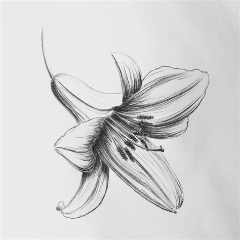 black and white lily flower drawing|lily flower pencil sketch.